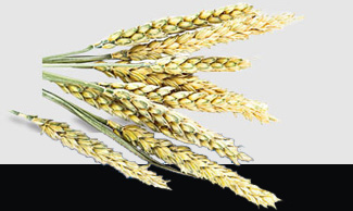 ��ɳ(8087-js��֤)�鳡��-Officialwebsite