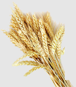 ��ɳ(8087-js��֤)�鳡��-Officialwebsite