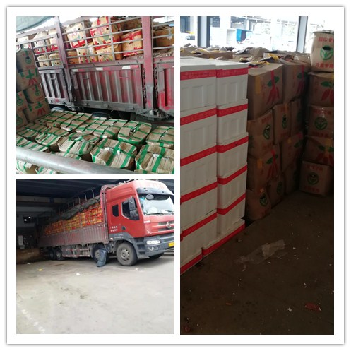 ��ɳ(8087-js��֤)�鳡��-Officialwebsite